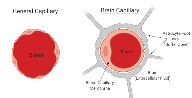 Figure 1: Differences in capillary structure in the body (left) vs. in the brain (right). Made using BioRender